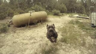 Cane Corso Attack  Dozer Jaws Play [upl. by Tori]