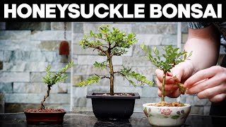 How to Make Bonsai from a Honeysuckle🌼EASY [upl. by Ingles]