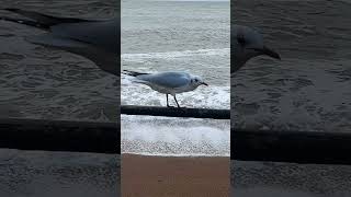 Blackheaded Gull ventnor  Isle of Wight [upl. by Ellinnet365]