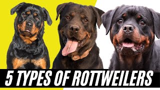 Rottweiler Types  5 Types of Rottweilers [upl. by Iblok10]