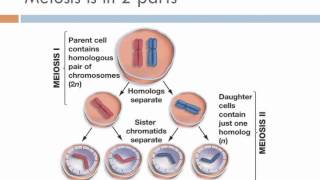 Biology 1 Lecture 13 Meiosis [upl. by Ty]