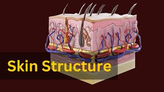 quotSkin Anatomy and Physiology Explained The Science Behind Your Skinquot [upl. by Aihset12]