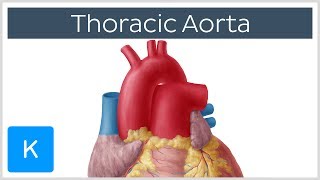 Thoracic Descending Aorta Anatomy amp Branches  Kenhub [upl. by Haidabej599]