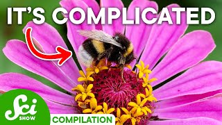 Why Insects amp Plants Have a Complicated Relationship [upl. by Kosiur]