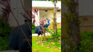 Southern Cassowary 🇦🇨 [upl. by Ciredec]