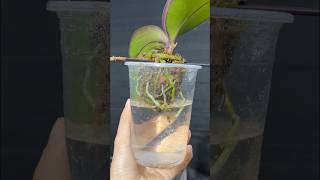 Growing Phalaenopsis orchids in water and results orchid garden [upl. by Delp]