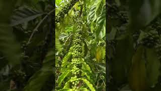 Robusta Brazil sistem pagar robusta petanikopi pertanian [upl. by Epoh]