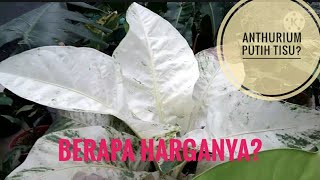 Jenis dan Harga Anthurium Jemani terbaru  Segera Koleksi sebelum Harga Naik [upl. by Dehnel687]