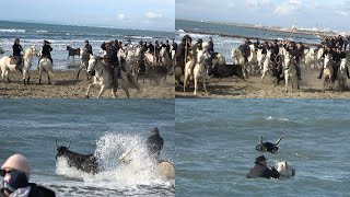 GRAU DU ROIAbrivados des Plages02032024Sauvetage en Mer de 2 Taureaux échappés [upl. by Clea620]