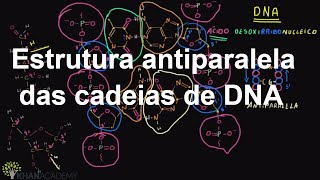 Estrutura antiparalela das cadeias de DNA  Macromoléculas  Biologia  Khan Academy [upl. by Kiona]