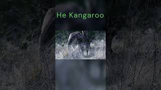 He Kangaroo nature wildlife shorts [upl. by Annaiek740]