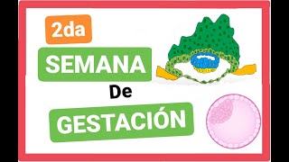 ✅SEGUNDA 2da SEMANA del DESARROLLO EMBRIONARIO Disco Germinativo Bilaminar EMBRIOLOGÍA clase 4 [upl. by Ynnaj]