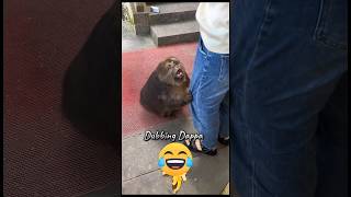 Funny Monkey Mind Voice monkey funny comedy shorts shortsfeed dubbing funnyanimals [upl. by Lidia]