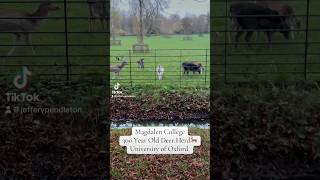 Magdalen College 300 Year Old Deer Herd University of Oxford nature animals student travel pov [upl. by Neivad430]