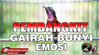 TERAPI KONIN  PEMBANGKIT EMOSI GAIRAH BUNYI SEMUA JENIS BURUNG KOLIBRI NINJA [upl. by Nilyam840]