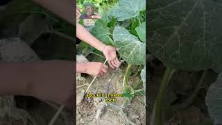 Are your pumpkins grow vines without fruits garden gardening gardening101 gardeningtips planti [upl. by Barr]