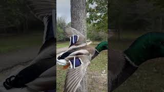 What a stud mallard 👍👍 waterfowltaxidermy birds duckhunt fypシ゚viral [upl. by Nabala]