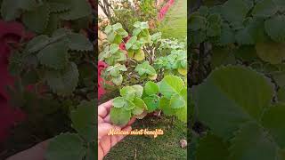 Mexican mint benefits know as ajwain Indian borage ki chai lati hai acchi nind [upl. by Nitnerb]