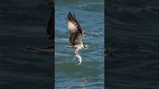 Le Balbuzard Pêcheur dans ses exploits shorts animaux balbuzardpecheur [upl. by Fleece]