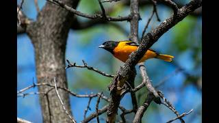 ORIOLE Icterus SPURIUS [upl. by Gilberto]