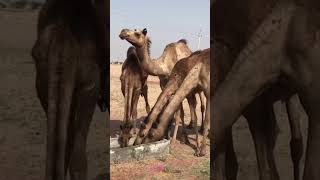 Camels The ultimate desert adaptation masters [upl. by Anayhd]