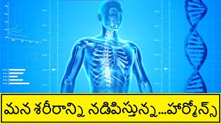 How Hormones Works in Telugu  Endocrine System Explained  Telugu Badi [upl. by Retluoc]