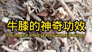 牛膝的功效與作用 The efficacy and function of Achyranthes bidentata [upl. by Warder604]