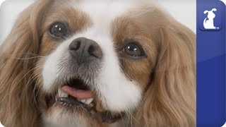 Doglopedia  Cavalier King Charles Spaniel [upl. by Aguie]