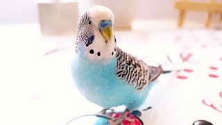 3 Hour Budgie Sounds or Parakeet sounds [upl. by Haron]