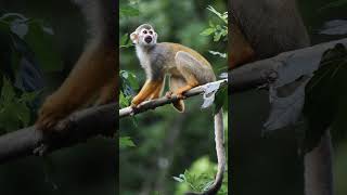 Did you know  A group of wild monkeys [upl. by Chiquita763]