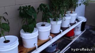 Hydroponic BatoDutch Bucket System update and How to cool water reservoir [upl. by Krik509]