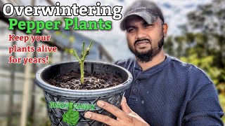 How to save pepper plants over winter  quotSimple and Easyquot garden greentgarden [upl. by Lorelei]