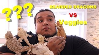 How To Get Your Bearded Dragon To Eat Its Veggies  2019 [upl. by Anned]