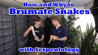 How and Why to Brumate Snakes with Serpentology [upl. by Biagi166]