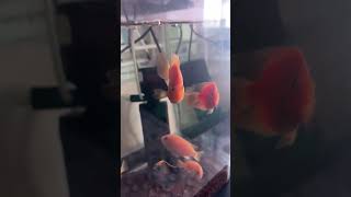 ❤️❤️❤️❤️❤️  fish aquarium fishaquarium aquariumchannel shortsviral reels  real  like [upl. by Laet]