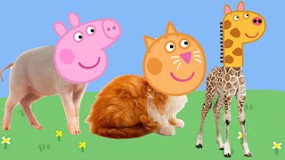 Real life animals with Peppa Pig heads [upl. by Aekal]