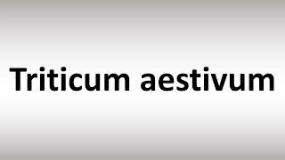 How to Pronounce Triticum aestivum [upl. by Fran121]