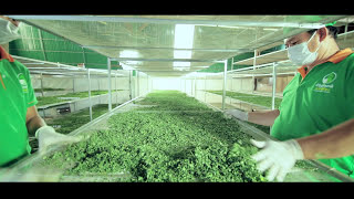 Moringa manufacture Cambodia [upl. by Yebloc]