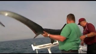 Thresher Shark vs Stella  YouFishTV Australia [upl. by Rehpoitsirhc]