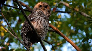 Barred Owl Call 4K [upl. by Eilsel]