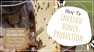 How to increase honey production Checkerboarding and opening the brood chamber [upl. by Annad]