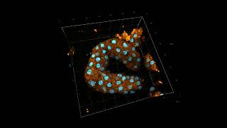 Confocal laser scanning microscope Zeis LSM900 Airyscan  Video 1 3D imaging of a murine tubule [upl. by Rumit]