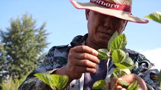 Highprotein mulberry trees help combat desertification in Xinjiang China [upl. by Cobbie]