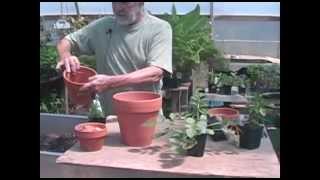 Repotting Salvias The basics [upl. by Publius]