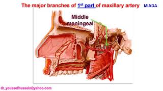 Maxillary artery and pterygoid venous plexus [upl. by Morty]