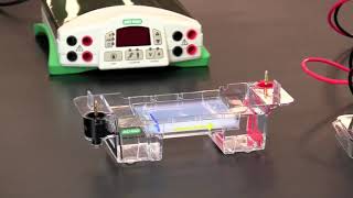 How To Load and Run Agarose Gel Electrophoresis [upl. by Stephine947]