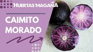 Caimito Morado Star Apple [upl. by Nickey665]