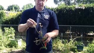 Controlling Powdery Mildew amp Burlap Sack Garden  The Wisconsin Vegetable Gardener [upl. by Barncard609]