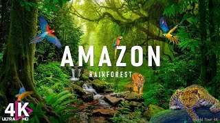 AMAZON Wildlife 4K • Rainforest Relaxation Film  Nature Video UltraHD [upl. by Mackenzie608]