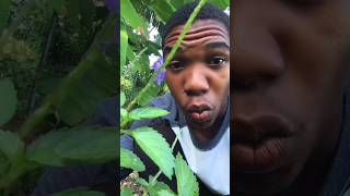 Blue Vervain Herb Benefits You Need To Know health herbs natural shorts [upl. by Jasen893]